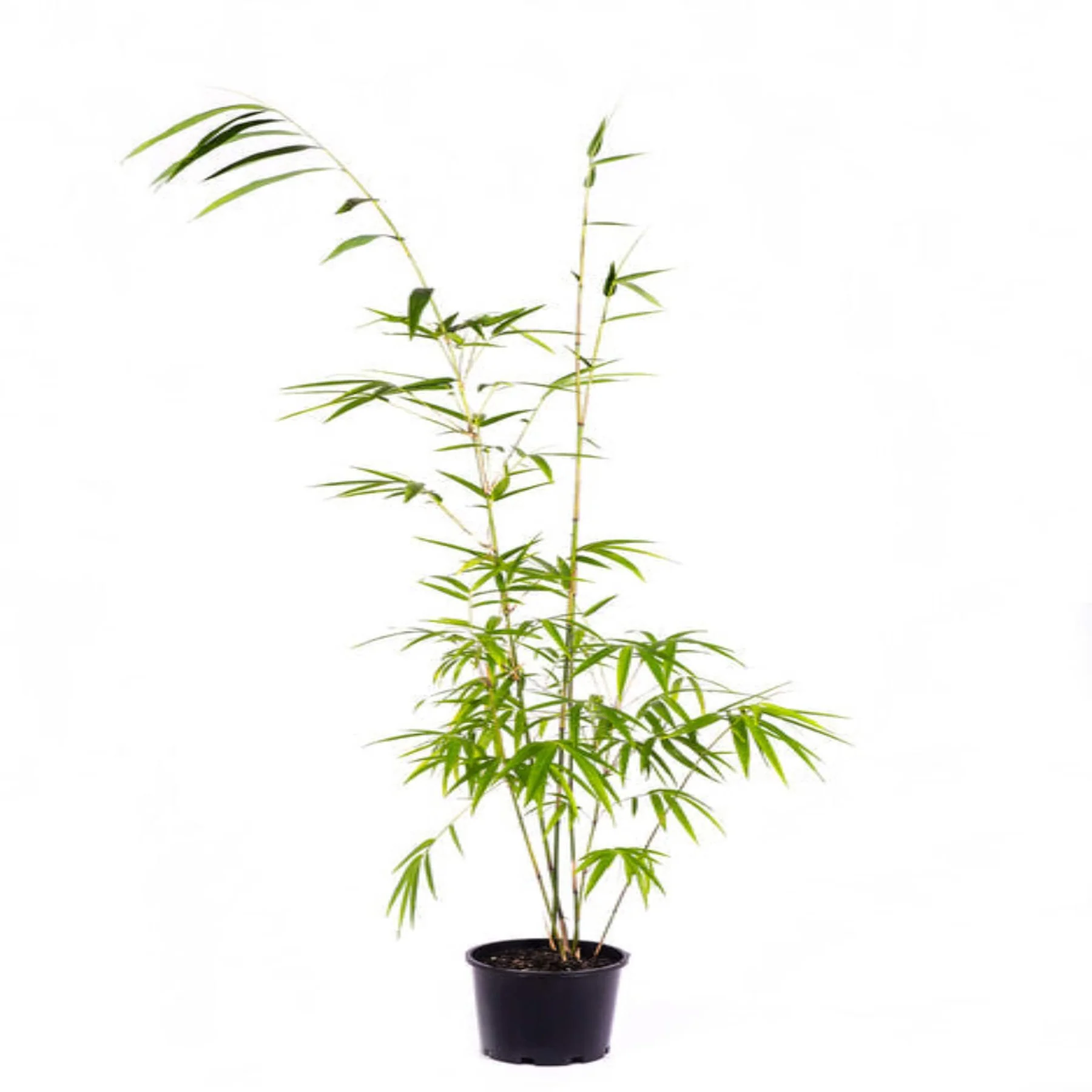 Bambusa balcooa (Bengal Bamboo)